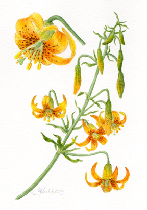 Lilium washingtonianum watercolor by Vorobik